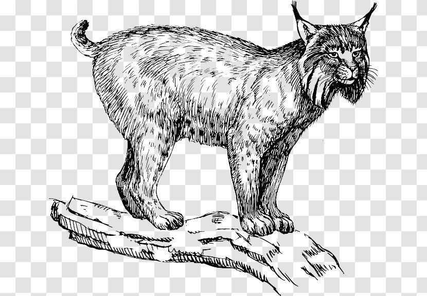 Eurasian Lynx Felidae Wildcat Bobcat Clip Art - Small To Medium Sized Cats - Lion Transparent PNG