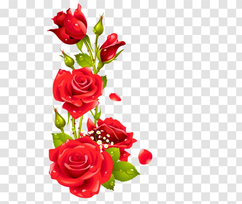 Floral Design Rose Picture Frames - Flowering Plant Transparent PNG
