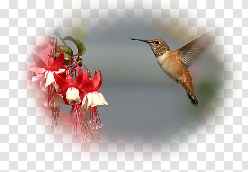 Hummingbird Desktop Wallpaper Fregatidae - Pollinator - Bird Transparent PNG