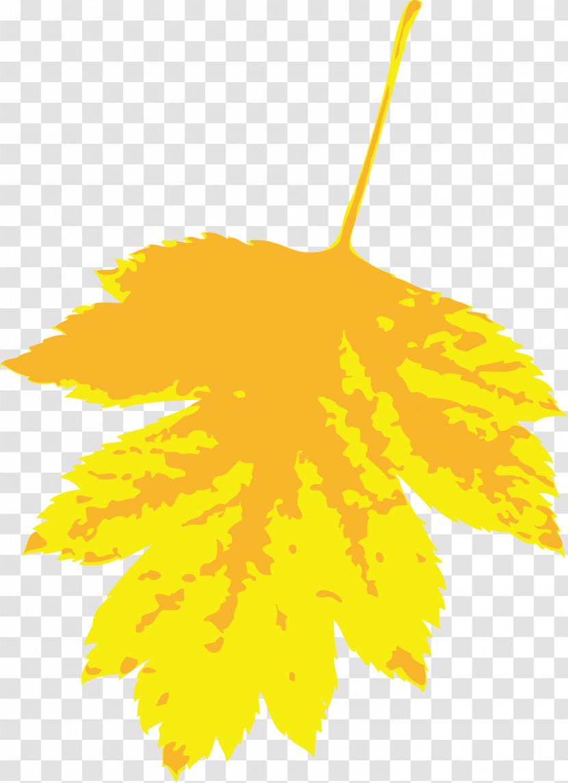 Maple Leaf Yellow Illustration - Tree - Leaves Transparent PNG