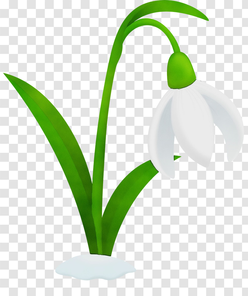 Plant Stem Flowerpot Galanthus M Snowdrop Flower Transparent PNG
