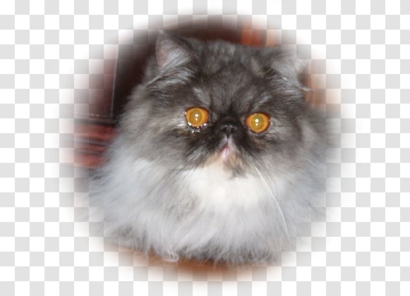 Persian Cat Asian Semi-longhair Himalayan British Domestic Long-haired - Short Haired - Kitten Transparent PNG