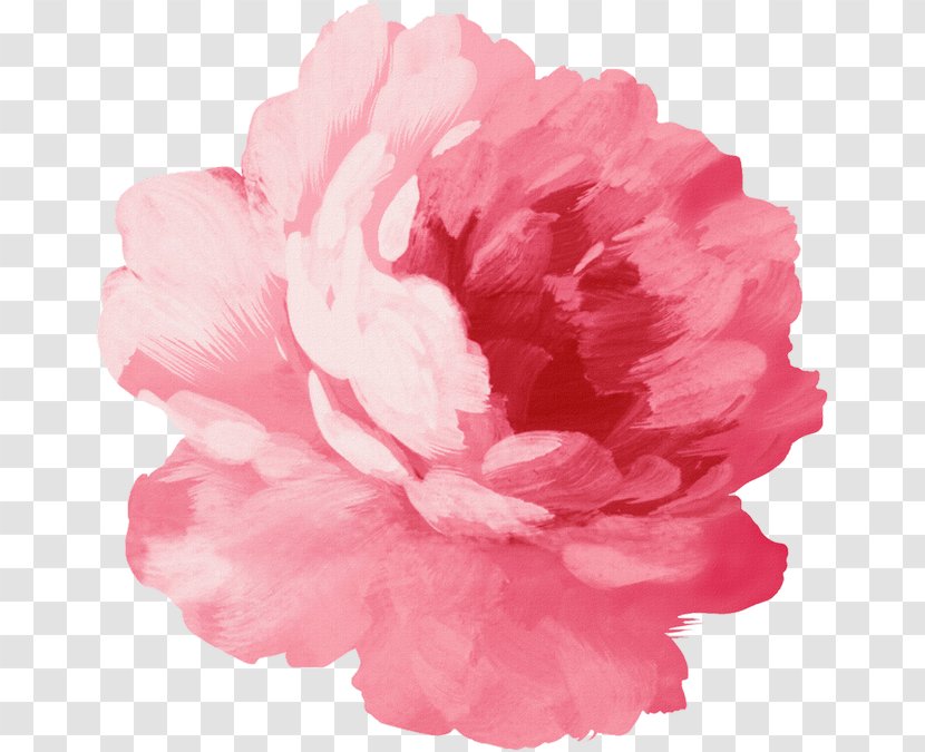 Pink Flowers Watercolor Painting Illustration Drawing - Petal - Flower Transparent PNG