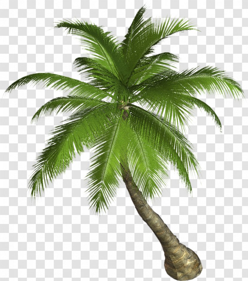 Arecaceae Clip Art - Date Palm - Tree Transparent PNG