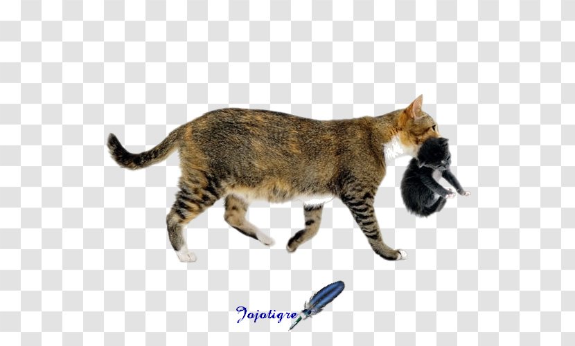 Kitten Tortoiseshell Cat Why Does My -? Training Transparent PNG