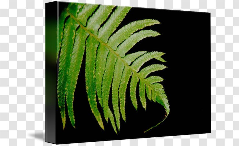 Ostrich Fern Leaf Terrestrial Plant Transparent PNG
