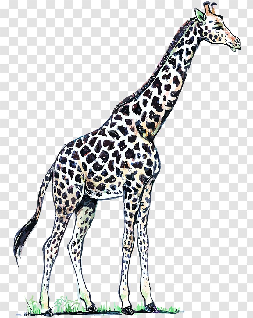 Northern Giraffe Art Neck - Organism Transparent PNG