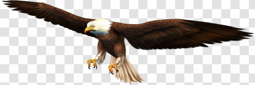 Bald Eagle Oryol Beak Clip Art - Fauna Transparent PNG