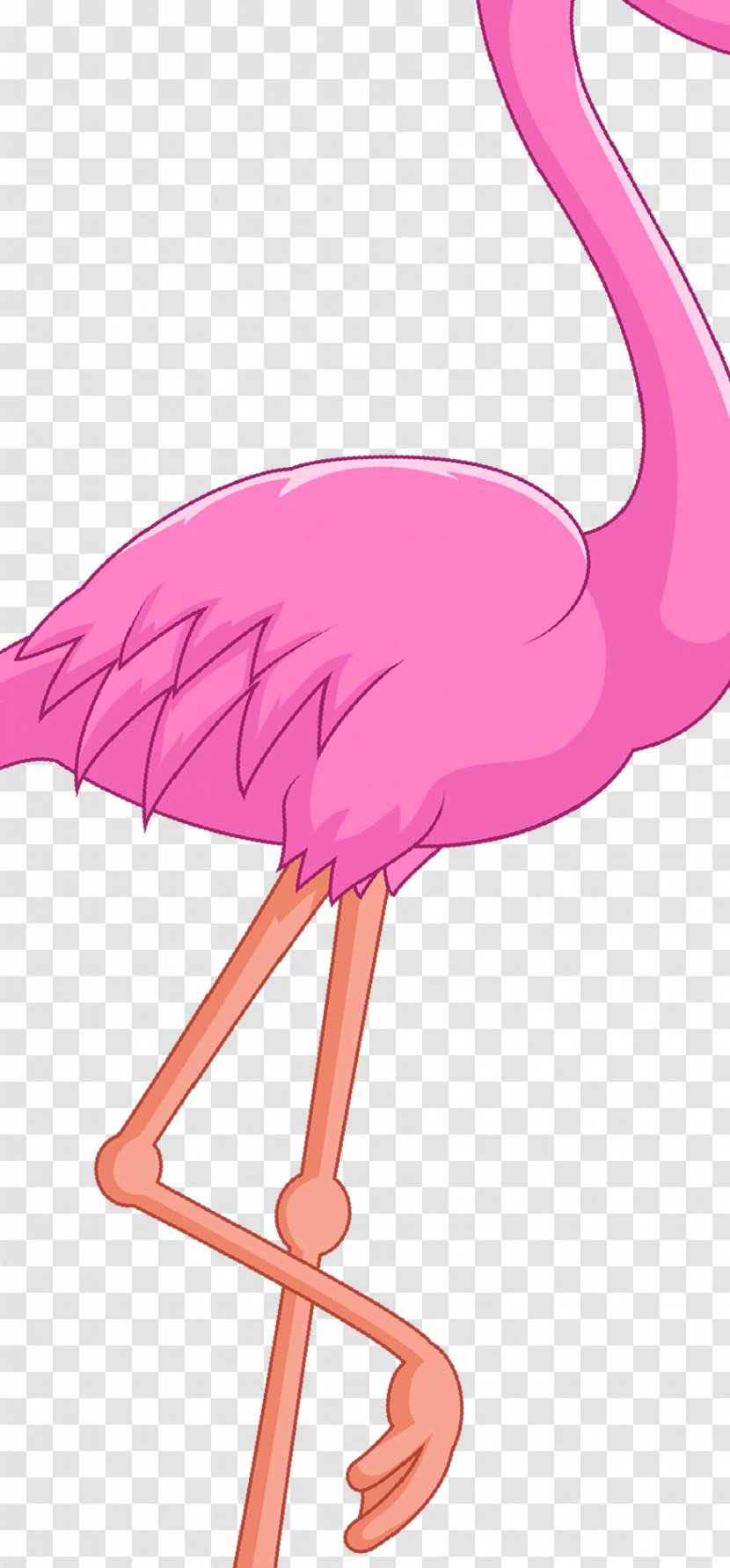 Water Bird Vertebrate Beak - Pink M - Flamingo Transparent PNG