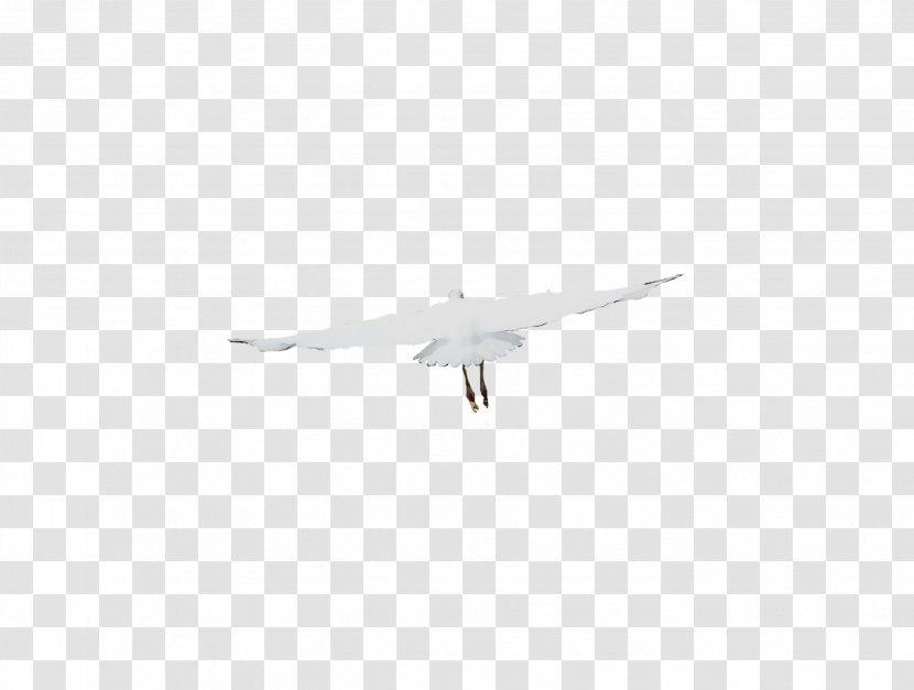 Wing Airplane Air Force Feather Beak - Seabird Transparent PNG