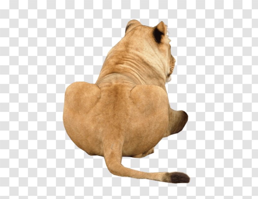 Lion Cat Dog Breed Nala Image Transparent PNG