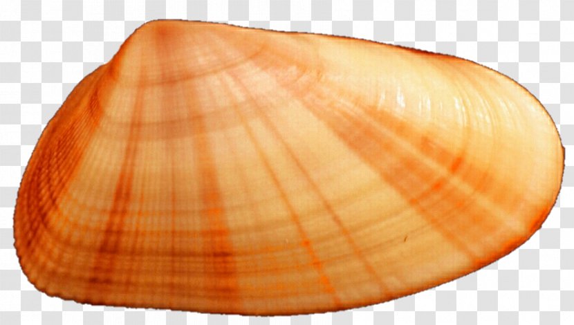 Cockle Clam Conchology Veneroida Tellinidae - Seashell Transparent PNG