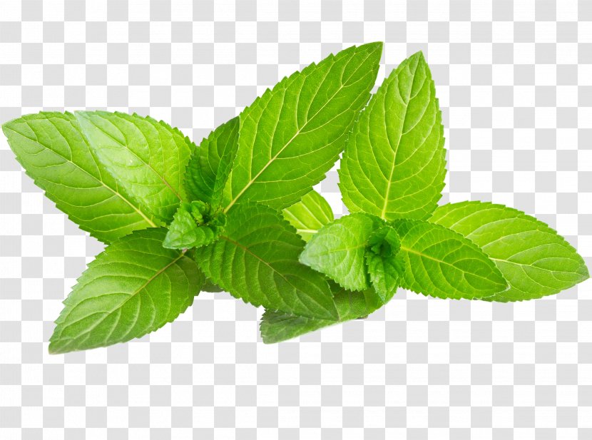 Mojito Water Mint Mentha Spicata Green - Peppermint - Leaf Transparent PNG