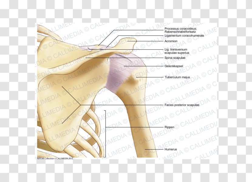 Thumb Shoulder Bone Anatomy Coronal Plane - Flower - Skeleton Transparent PNG