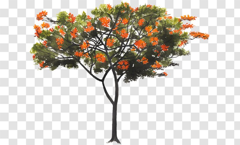 Tree Cordia Boissieri Sebestena Dodecandra Alliodora - Arboles Transparent PNG