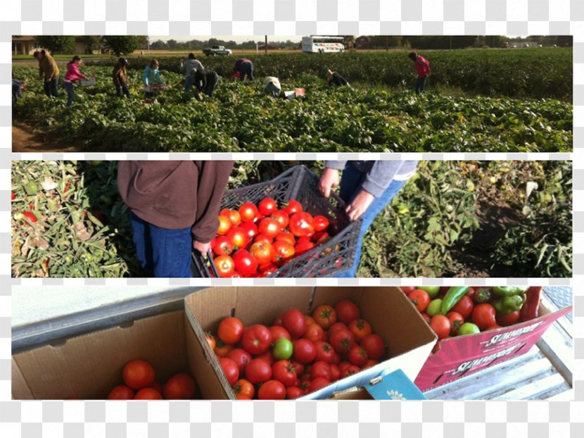 Tomato Agriculture Farm Food Transparent PNG