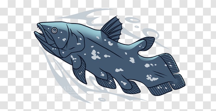 Shark Porpoise Cartoon Transparent PNG