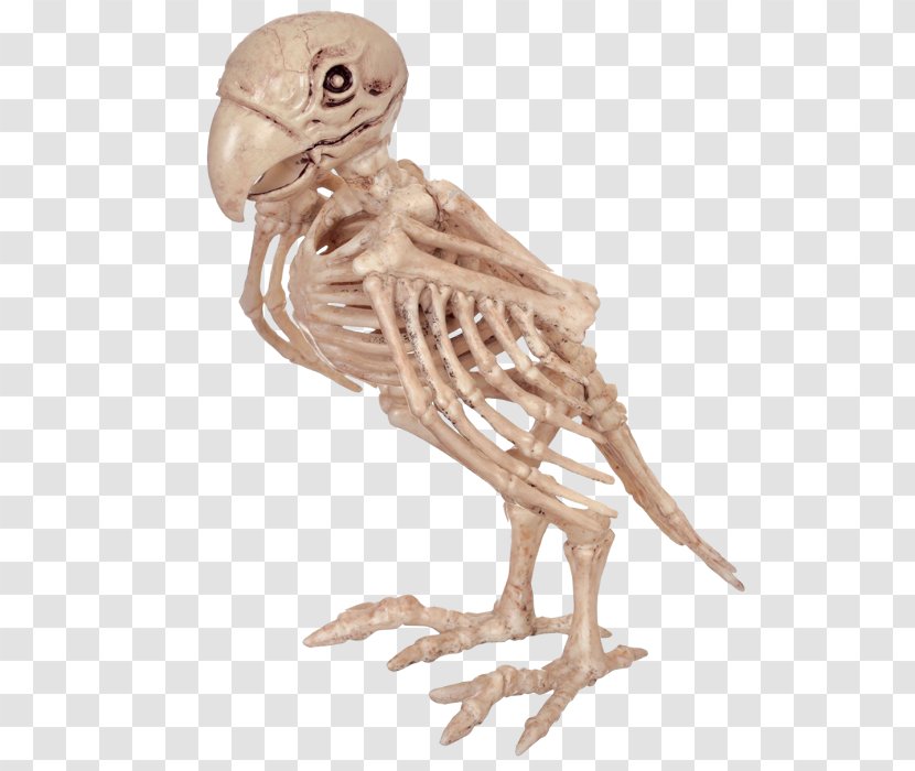 Parrot Bird Skeleton Skull Bone - Pirate Transparent PNG