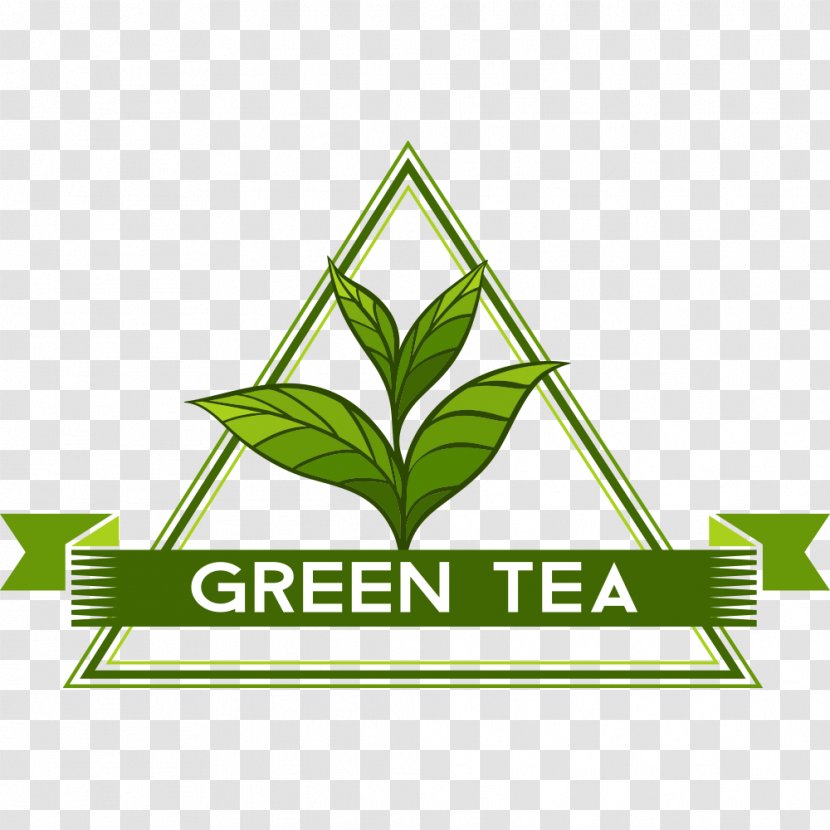 Green Tea Camellia Sinensis - Text Transparent PNG