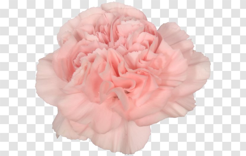 Centifolia Roses Carnation Garden Cut Flowers - Pink Family - Flower Transparent PNG