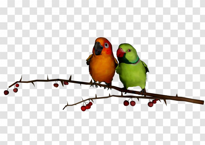 Lovebird Parakeet Finches Feather - Beak - Pet Transparent PNG