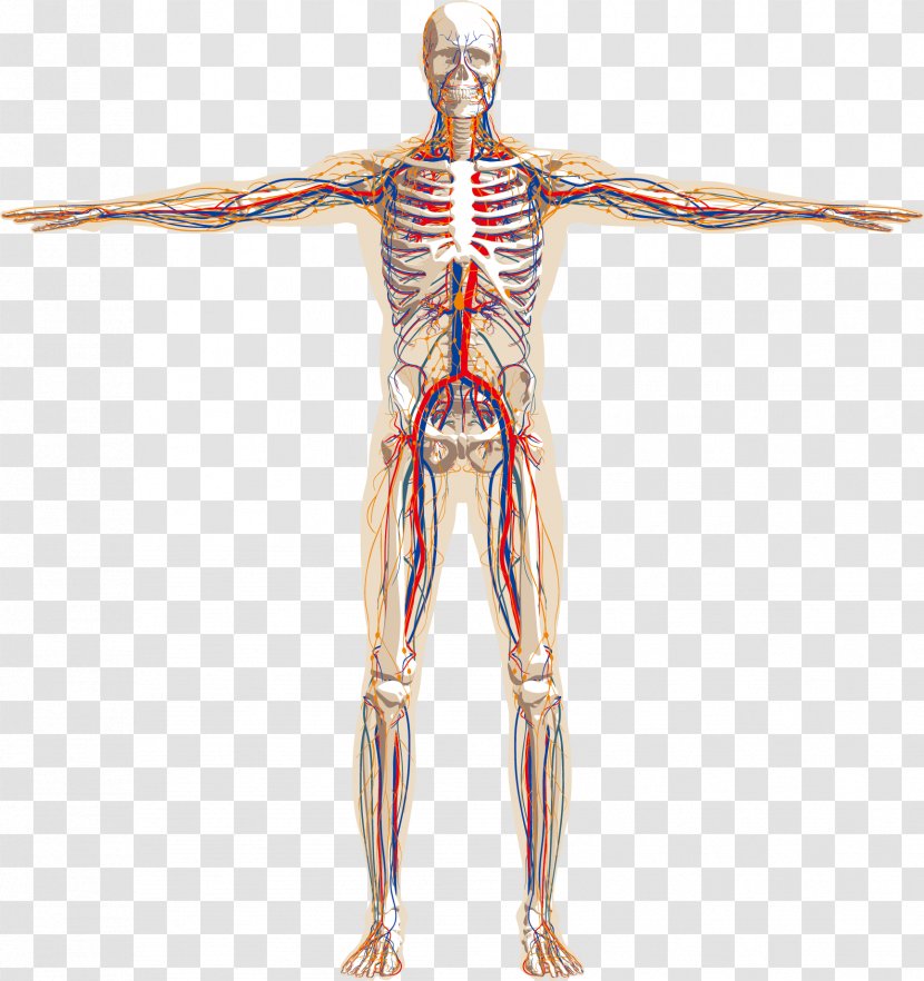 Human Body Skeleton Nervous System Anatomy Circulatory - Silhouette - Vascular Schematic Vector Material, Transparent PNG