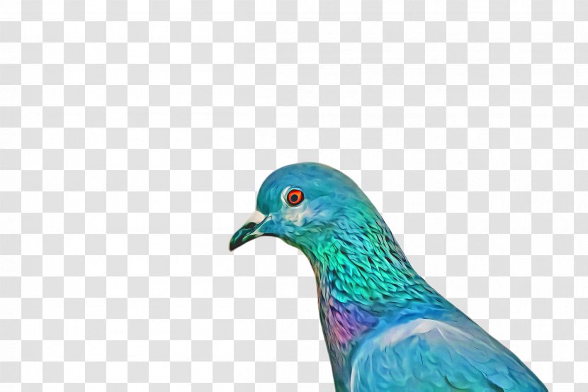 Dove Bird - Beak - Rock Pigeons And Doves Transparent PNG