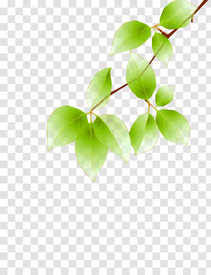 Maple Leaf Green Euclidean Vector - Plant - Falling Leaves Transparent PNG