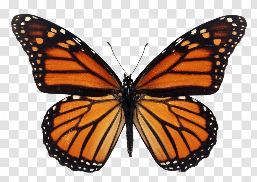 The Monarch Butterfly Milkweed Butterflies Caterpillar - Kepenek Illustration Transparent PNG