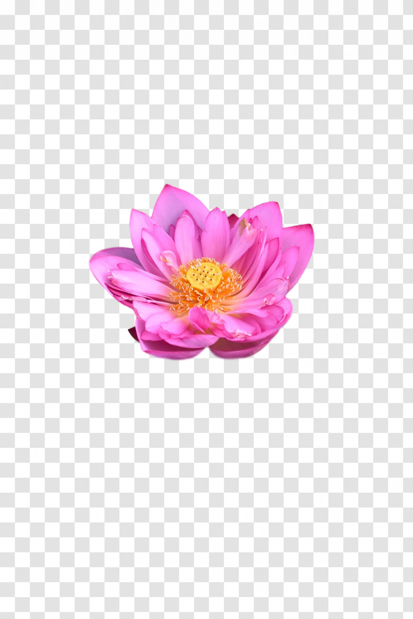 Peony Petal Magenta Telekom Flower Plants Transparent PNG