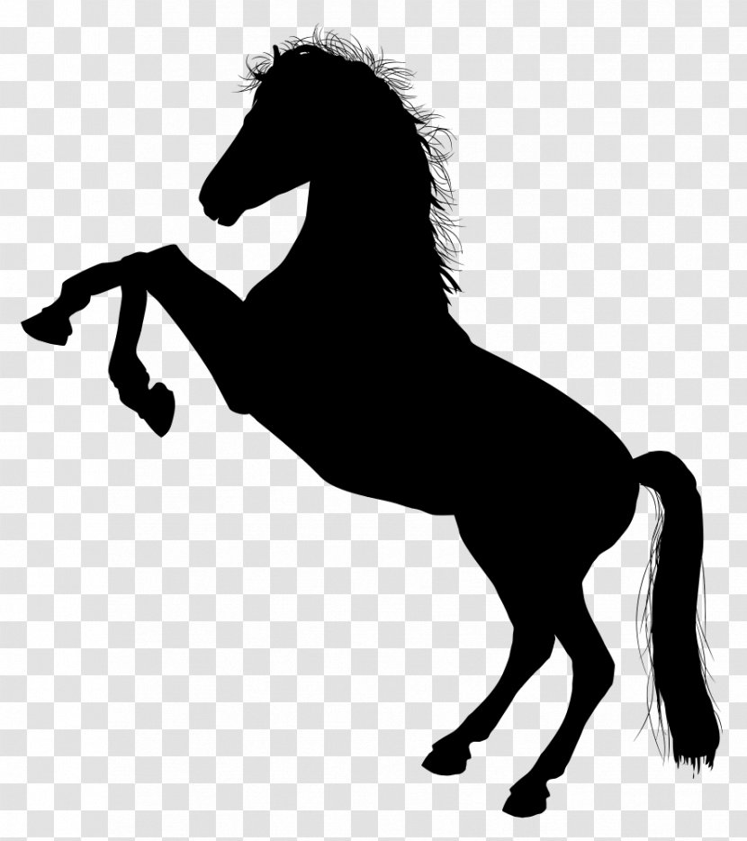 White Black Clip Art Andalusian Horse Stallion - Vertebrate - Arabian Monochrome Photography Transparent PNG