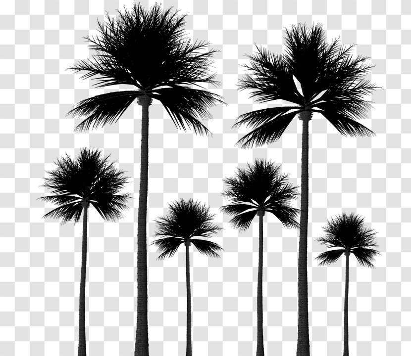 Arecaceae Tree Sabal Palm Silhouette - Color Transparent PNG