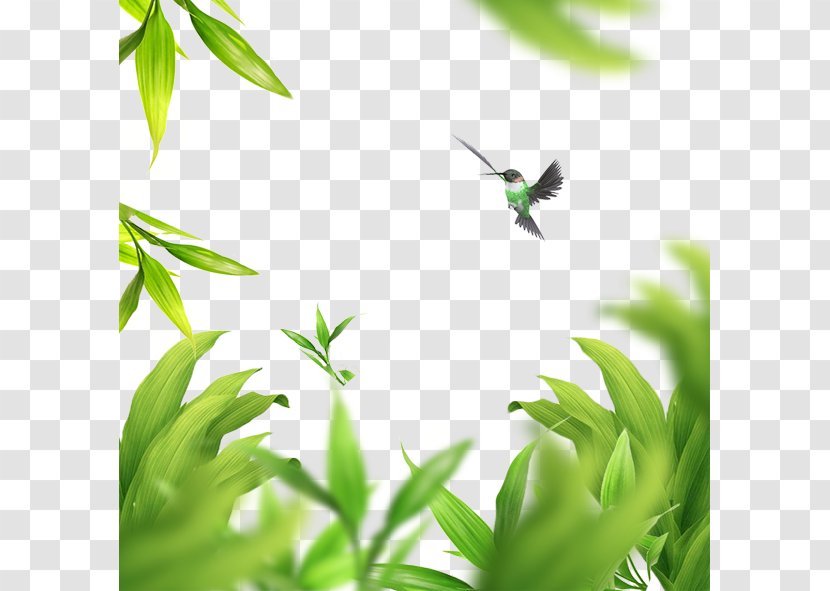 Bird Leaf Green - Leaf,Leaves Transparent PNG