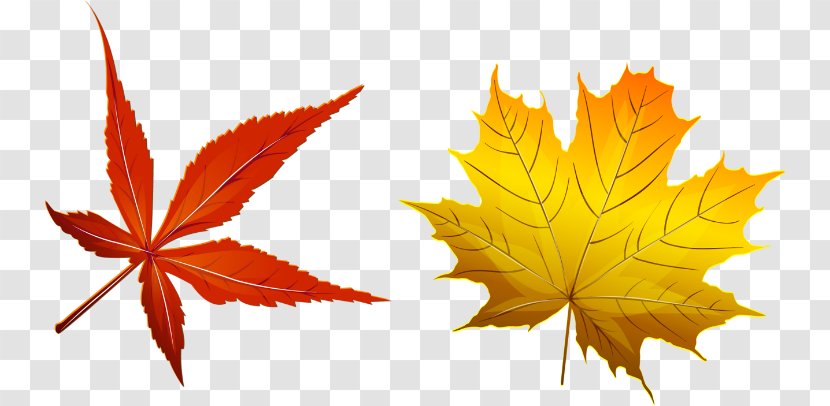 Autumn Image Leaf Vector Graphics - Plant - Deciduous Transparent PNG
