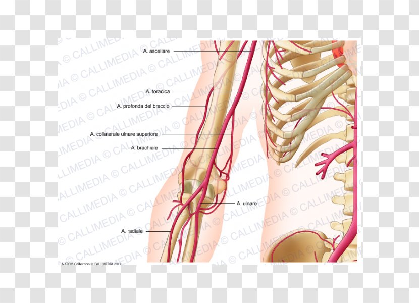 Thumb Shoulder Deep Artery Of Arm Brachial - Heart Transparent PNG