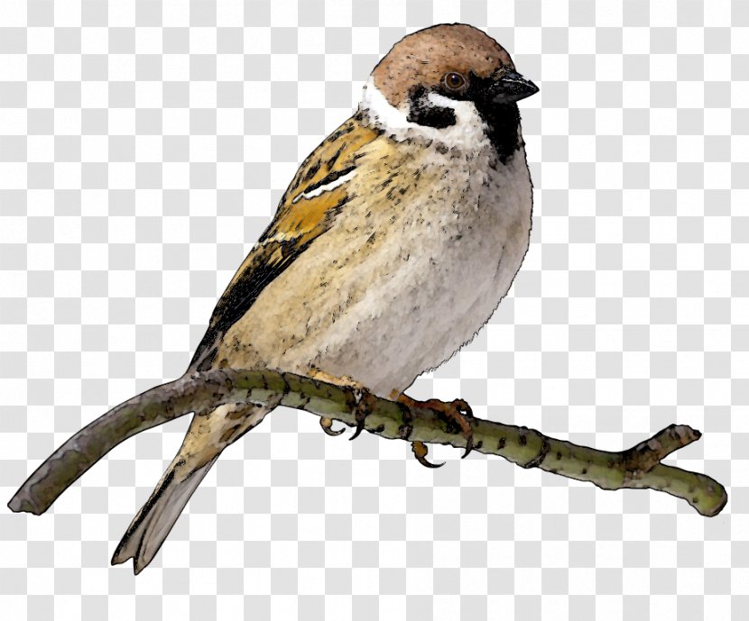 House Sparrow Bird Clip Art - Beak - Maya Cliparts Transparent PNG