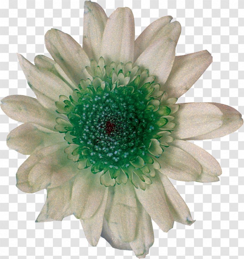 Cut Flowers Chrysanthemum Daisy Family Photography White - Mental Image Transparent PNG