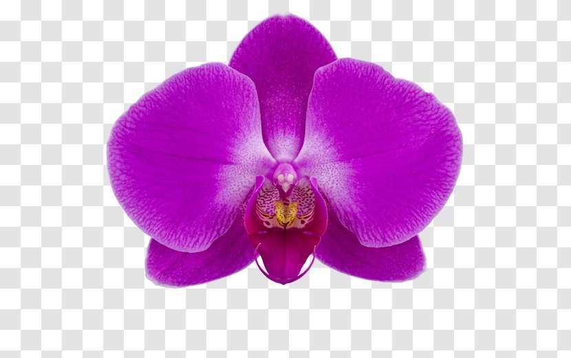 Moth Orchids Stolk Flora Cattleya Slavyansk-na-Kubani - Orchid - Flashdance Frame Transparent PNG