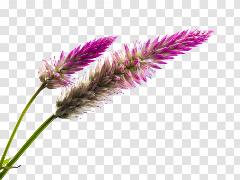 Wildflower Blossom Clip Art - Lavender - Flower Transparent PNG