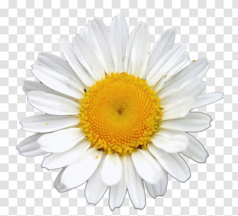Common Daisy Chamomile Royalty-free Oxeye Daisy Photo Library Transparent PNG