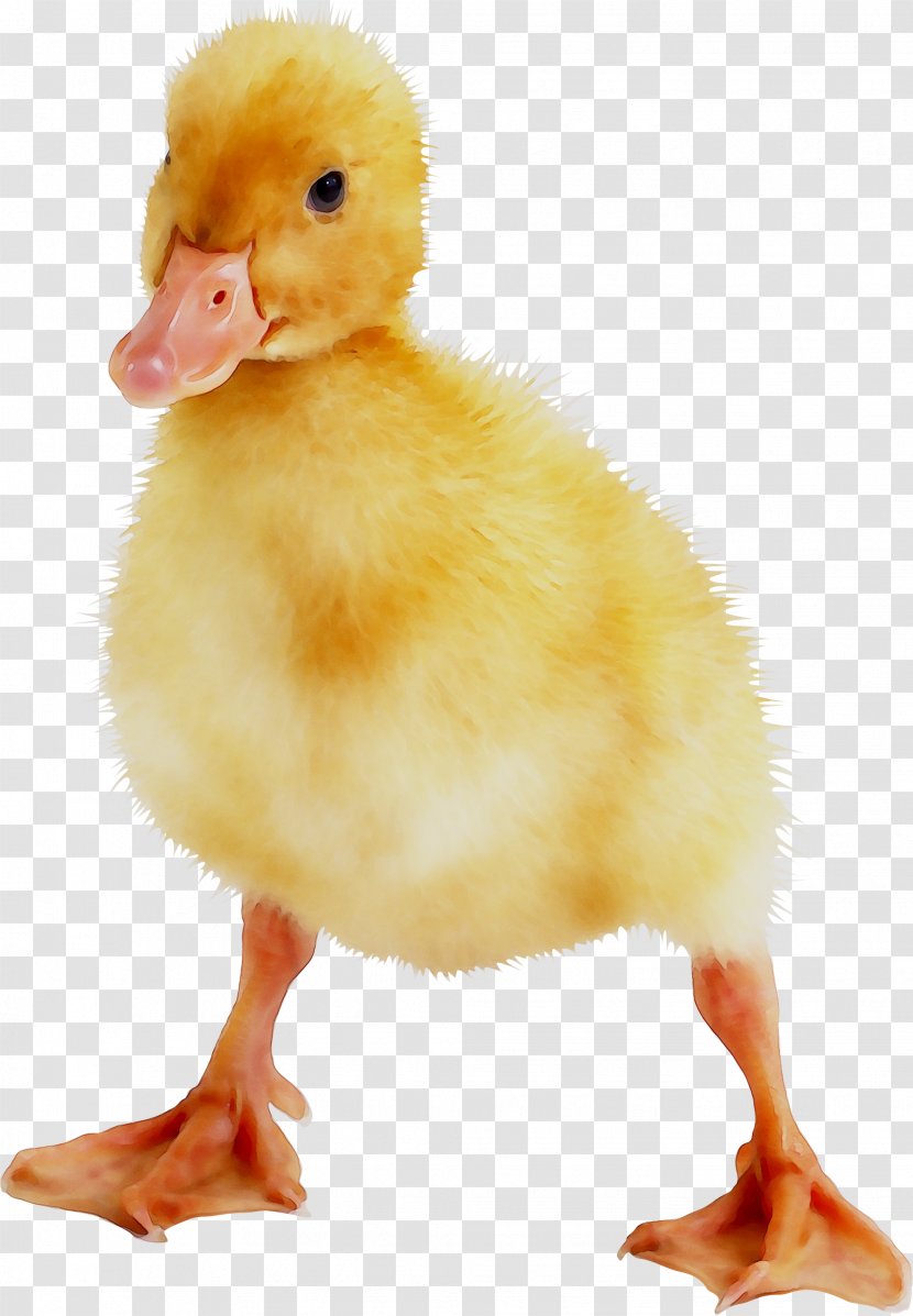 Donald Duck Daisy Mallard Mulard - Goose - Animal Transparent PNG