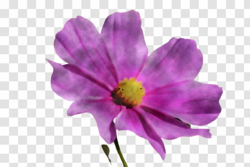 Flower Petal Purple Violet Plant - Anemone - Wildflower Transparent PNG