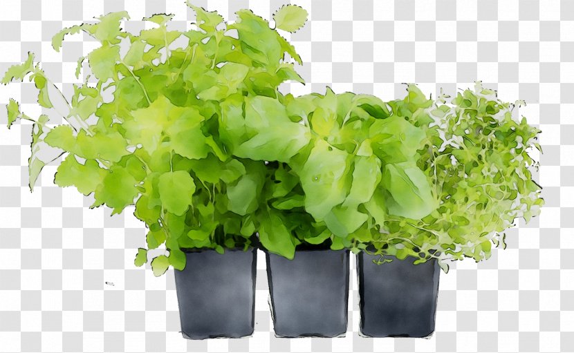 Stock Photography Tea Basil Image - Annual Plant - Thymes Transparent PNG