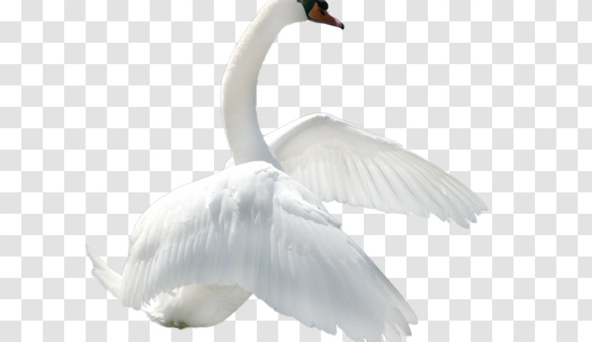 Goose Duck Bird Mute Swan - Neck Transparent PNG