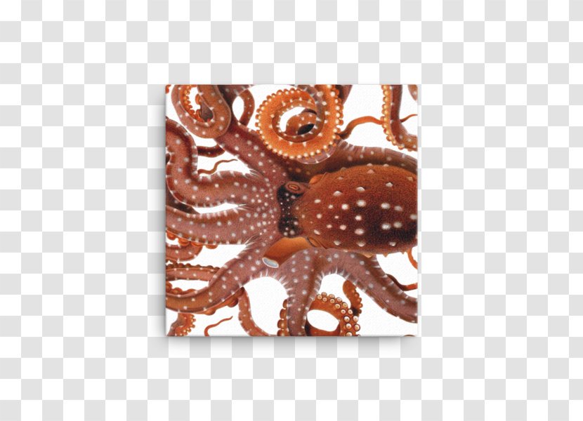 Octopus Squid Drawing Cephalopod - Marine Invertebrates - Giuseppe Jatta Transparent PNG