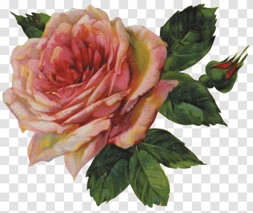 Rose Vintage Clothing Clip Art - Cut Flowers - Flower Transparent PNG