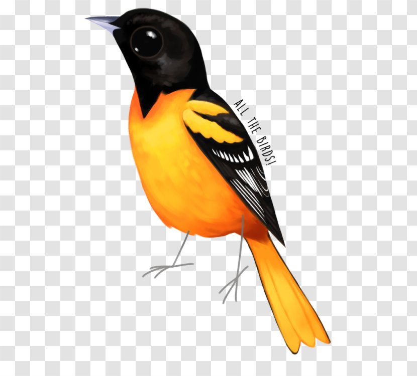 Old World Orioles Piciformes Beak Fauna - Bird - Feather Transparent PNG