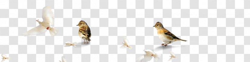 Beak - Bird - Sparrow Pigeons Transparent PNG