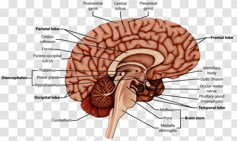 Organism Brain Human Behavior Homo Sapiens - Watercolor Transparent PNG