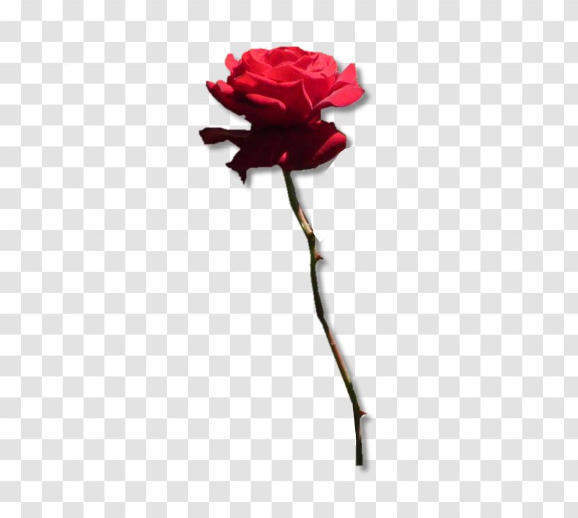 Garden Roses Flower Symbol - Plant Stem Transparent PNG